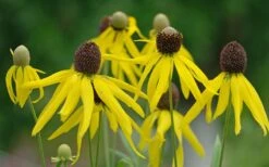 Grey Headed Coneflower (Ratibida Pinnata) - 6 Pack Of 1 Gallon Pots -Garden Wisp Sales Store ritibida pinnata grey headed coneflower 11