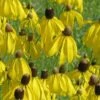 Grey Headed Coneflower (Ratibida Pinnata) - 6 Pack Of 1 Gallon Pots
