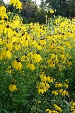 Grey Headed Coneflower (Ratibida Pinnata) - 6 Pack Of 1 Gallon Pots -Garden Wisp Sales Store ritibida pinnata grey headed coneflower 3