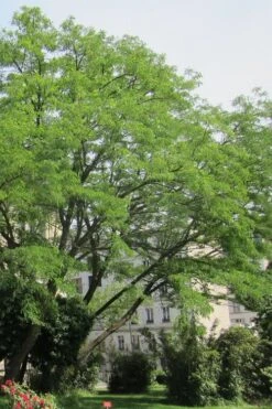 Black Locust Tree - 3 Gallon Pot -Garden Wisp Sales Store robinia pseudoacacia black locust tree 10