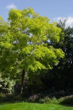 Black Locust Tree - 3 Gallon Pot -Garden Wisp Sales Store robinia pseudoacacia black locust tree 11