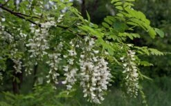 Black Locust Tree - 3 Gallon Pot -Garden Wisp Sales Store robinia pseudoacacia black locust tree 15