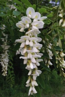 Black Locust Tree - 3 Gallon Pot -Garden Wisp Sales Store robinia pseudoacacia black locust tree 17