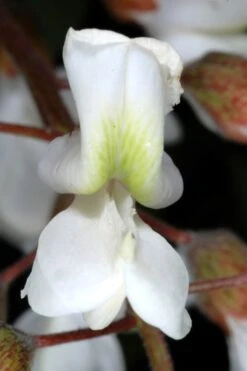 Black Locust Tree - 3 Gallon Pot -Garden Wisp Sales Store robinia pseudoacacia black locust tree 2