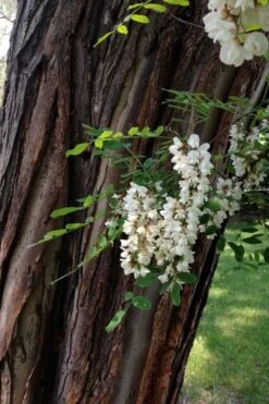 Black Locust Tree - 3 Gallon Pot -Garden Wisp Sales Store robinia pseudoacacia black locust tree 20