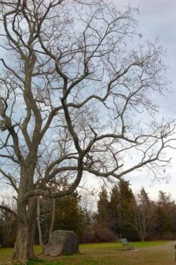 Black Locust Tree - 3 Gallon Pot -Garden Wisp Sales Store robinia pseudoacacia black locust tree 4