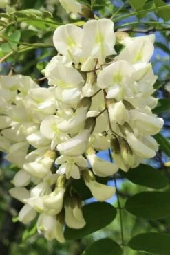 Black Locust Tree - 3 Gallon Pot -Garden Wisp Sales Store robinia pseudoacacia black locust tree 6