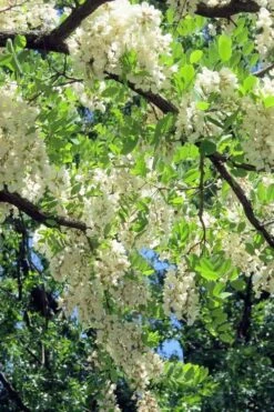 Black Locust Tree - 3 Gallon Pot -Garden Wisp Sales Store robinia pseudoacacia black locust tree 7