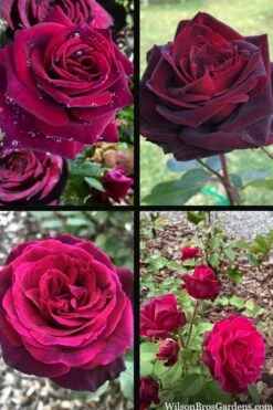 Crimson Knight Brindabella Rose - 2 Gallon Pot -Garden Wisp Sales Store rosa crimson knight brindabella rose 2