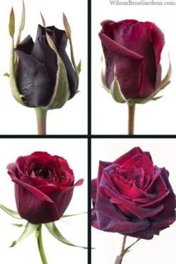 Crimson Knight Brindabella Rose - 2 Gallon Pot -Garden Wisp Sales Store rosa crimson knight brindabella rose 3