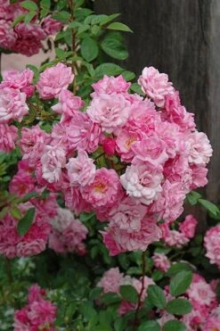 Peggy Martin Climbing Rose - 3 Gallon Pot -Garden Wisp Sales Store rosa peggy martin climbing rose 1