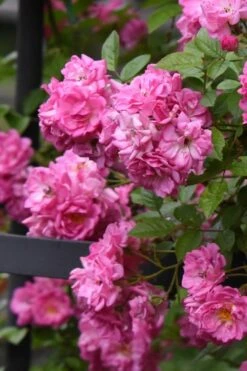 Peggy Martin Climbing Rose - 3 Gallon Pot -Garden Wisp Sales Store rosa peggy martin climbing rose 10
