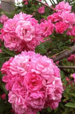 Peggy Martin Climbing Rose - 3 Gallon Pot -Garden Wisp Sales Store rosa peggy martin climbing rose 11