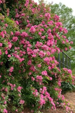 Peggy Martin Climbing Rose - 3 Gallon Pot -Garden Wisp Sales Store rosa peggy martin climbing rose 2