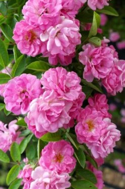 Peggy Martin Climbing Rose - 3 Gallon Pot -Garden Wisp Sales Store rosa peggy martin climbing rose 5
