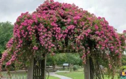 Peggy Martin Climbing Rose - 3 Gallon Pot -Garden Wisp Sales Store rosa peggy martin climbing rose 7