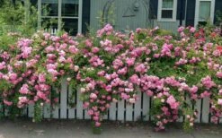 Peggy Martin Climbing Rose - 3 Gallon Pot -Garden Wisp Sales Store rosa peggy martin climbing rose 8