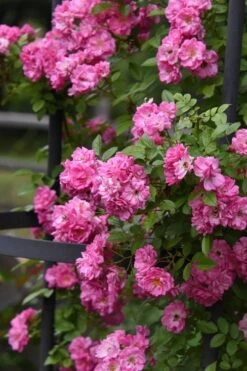 Peggy Martin Climbing Rose - 3 Gallon Pot -Garden Wisp Sales Store rosa peggy martin climbing rose 9