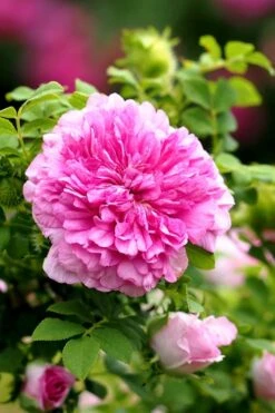 Chinquapin Chestnut Rose (Rosa Roxburghii) - 3 Gallon Pot -Garden Wisp Sales Store rosa roxburghii chiquapin chestnut rose 13