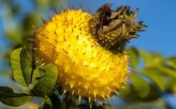 Chinquapin Chestnut Rose (Rosa Roxburghii) - 3 Gallon Pot -Garden Wisp Sales Store rosa roxburghii chiquapin chestnut rose 16