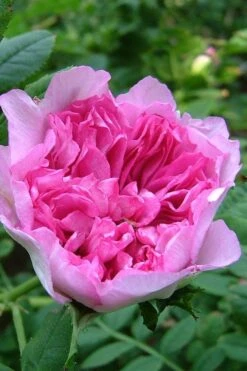 Chinquapin Chestnut Rose (Rosa Roxburghii) - 3 Gallon Pot -Garden Wisp Sales Store rosa roxburghii chiquapin chestnut rose 17