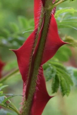 Winged Blood Thorn Rose (Rosa Sericea Var. Pteracantha) - 5 Gallon Pot -Garden Wisp Sales Store rosa sericea var pteracantha winged blood thorn rose 1