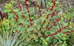 Winged Blood Thorn Rose (Rosa Sericea Var. Pteracantha) - 5 Gallon Pot -Garden Wisp Sales Store rosa sericea var pteracantha winged blood thorn rose 5