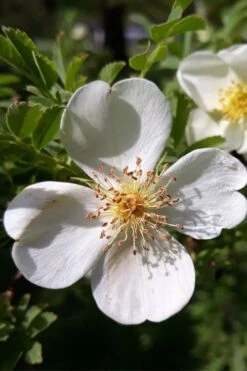 Winged Blood Thorn Rose (Rosa Sericea Var. Pteracantha) - 5 Gallon Pot -Garden Wisp Sales Store rosa sericea var pteracantha winged blood thorn rose 7