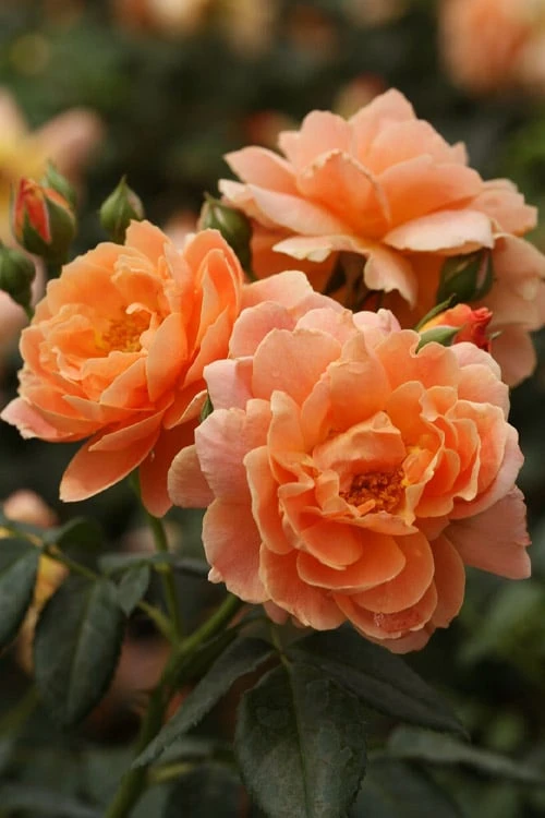 At Last Rose - 2 Gallon Pot 1 At Last Rose - 2 Gallon Pot