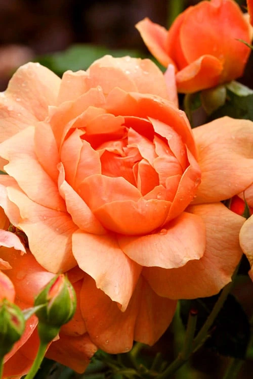 At Last Rose - 2 Gallon Pot 4 At Last Rose - 2 Gallon Pot - Image 4