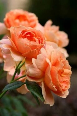 At Last Rose - 2 Gallon Pot 13 At Last Rose - 2 Gallon Pot -Garden Wisp Sales Store rose at last 4