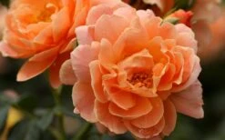 At Last Rose - 2 Gallon Pot 11 At Last Rose - 2 Gallon Pot -Garden Wisp Sales Store rose at last 5