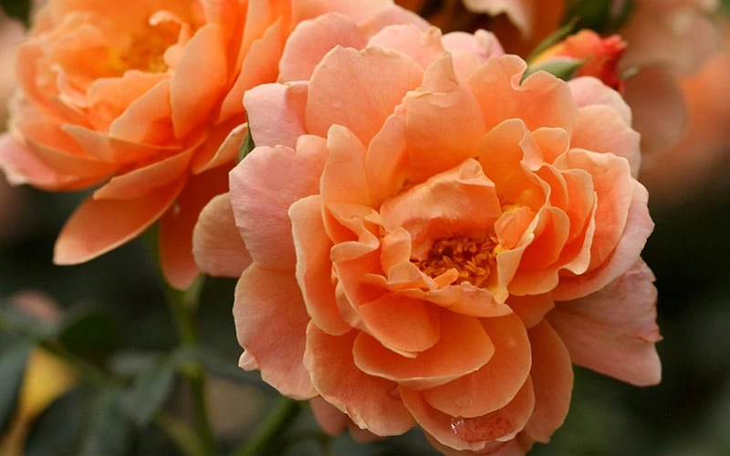 At Last Rose - 2 Gallon Pot 5 At Last Rose - 2 Gallon Pot - Image 5