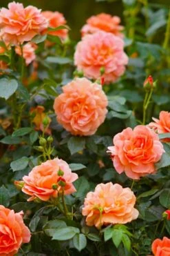At Last Rose - 2 Gallon Pot 12 At Last Rose - 2 Gallon Pot -Garden Wisp Sales Store rose at last 7