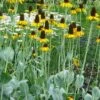 Great Coneflower (Rudbeckia Maxima ) - 6 Pack Of 1 Gallon Pots
