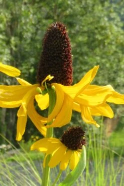 Great Coneflower (Rudbeckia Maxima ) - 1 Gallon Pot -Garden Wisp Sales Store rudbeckia maxima great coneflower 13 1