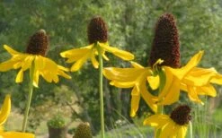 Great Coneflower (Rudbeckia Maxima ) - 6 Pack Of 1 Gallon Pots -Garden Wisp Sales Store rudbeckia maxima great coneflower 14