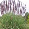 Ravenna Hardy Pampas Grass - 1 Gallon Pot