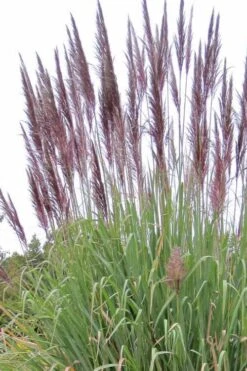 Ravenna Hardy Pampas Grass - 1 Gallon Pot -Garden Wisp Sales Store sacccharun ravennae hardy pampas grass 2