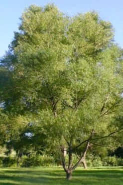 Black Willow Tree (Salix Nigra) - 1 Gallon Pot -Garden Wisp Sales Store salix nigra black willow tree 2 1