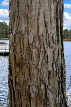 Black Willow Tree (Salix Nigra) - 1 Gallon Pot -Garden Wisp Sales Store salix nigra black willow tree 4 1