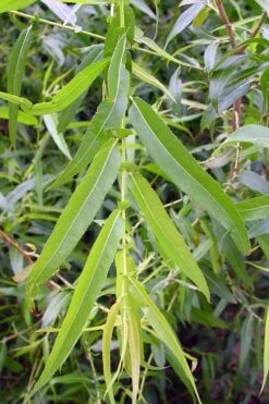 Black Willow Tree (Salix Nigra) - 3 Gallon Pot -Garden Wisp Sales Store salix nigra black willow tree 5