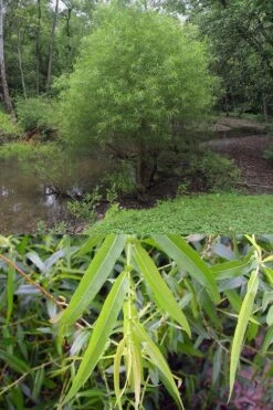 Black Willow Tree (Salix Nigra) - 3 Gallon Pot -Garden Wisp Sales Store salix nigra black willow tree 7