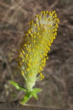 Silky Willow (Salix Sericea) - 3 Pack Of 1.5 Quart Pots 13 Silky Willow (Salix Sericea) - 3 Pack Of 1.5 Quart Pots -Garden Wisp Sales Store salix sericea silky willow 2