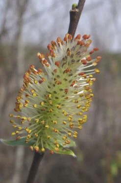 Silky Willow (Salix Sericea) - 3 Pack Of 1.5 Quart Pots 12 Silky Willow (Salix Sericea) - 3 Pack Of 1.5 Quart Pots -Garden Wisp Sales Store salix sericea silky willow 8
