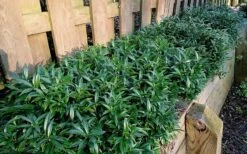 Fragrant Valley Sweetbox (Sarcococca) - 2 Gallon Pot -Garden Wisp Sales Store sarcoccoca hookeriana sarsid 1 fragrant valley sweetbox 10
