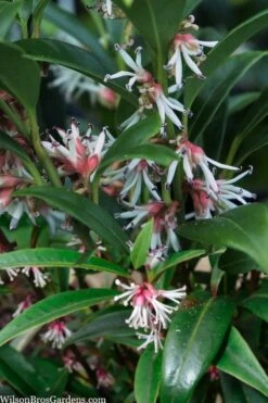 Fragrant Valley Sweetbox (Sarcococca) - 2 Gallon Pot -Garden Wisp Sales Store sarcoccoca hookeriana sarsid 1 fragrant valley sweetbox 5