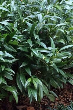 Fragrant Valley Sweetbox (Sarcococca) - 2 Gallon Pot -Garden Wisp Sales Store sarcoccoca hookeriana sarsid 1 fragrant valley sweetbox 6