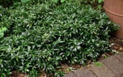 Fragrant Valley Sweetbox (Sarcococca) - 2 Gallon Pot -Garden Wisp Sales Store sarcoccoca hookeriana sarsid 1 fragrant valley sweetbox 9