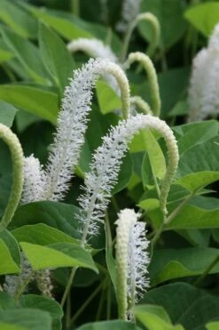 Lizard's Tail Swamp Lily (Saururus Cernuus) - 8 Pack Of 1 Gallon Pots